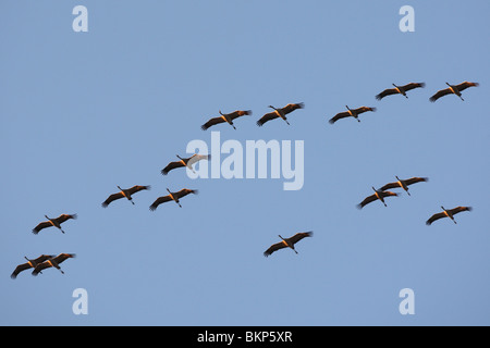 Kraanvogel (grus grus) in vlucht gru europeo (grus grus) in volo Foto Stock