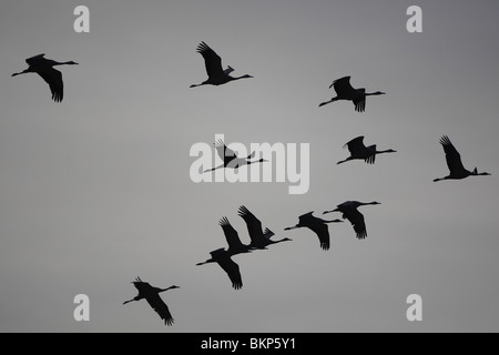 Kraanvogel (grus grus) in vlucht gru europeo (grus grus) in volo Foto Stock