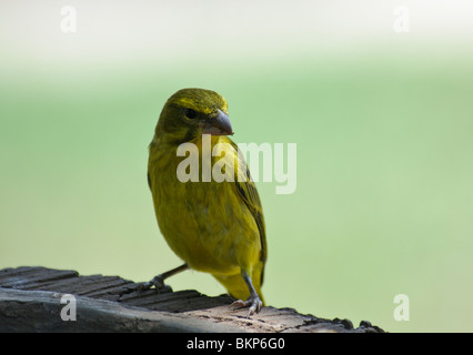 Brimstone Canary Serinus sulfuratus Foto Stock