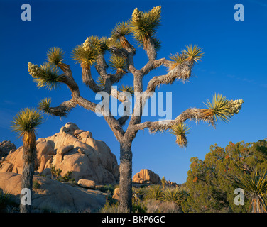 Joshua Tree National Monument, CA: Joshua Tree (Yucca brevifolia) vicino a rocce Jumbo Foto Stock