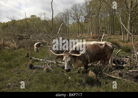 Inglese Longhorn pascolo del bestiame il paesaggio selvaggio di Skipworth comune natura riserva, Yorkshire, Regno Unito Foto Stock