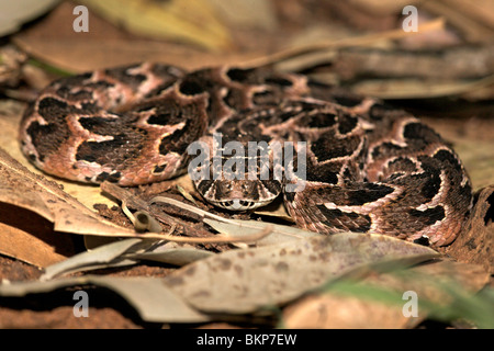 Il altamente velenosi Puff sommatore (Bitis arietans) è responsabile per il più alto numero di casi mortali di morsi di serpente in Africa Foto Stock