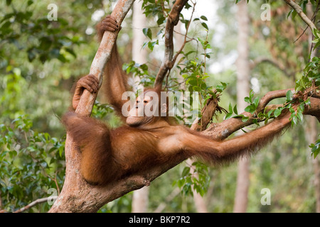 Orangutan rilassante in una struttura ad albero in Borneo Foto Stock