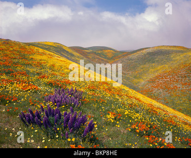 Contea di Los Angeles, California ca di papaveri e di lupino sulle colline vicino a Gorman Foto Stock