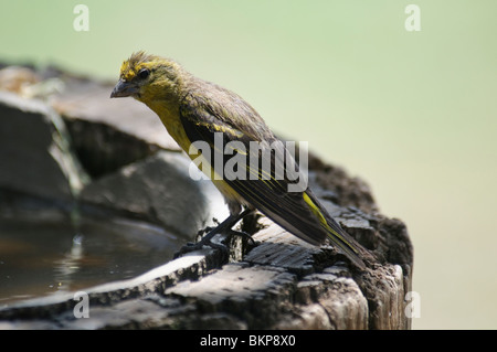 Brimstone Canary Serinus sulfuratus Foto Stock