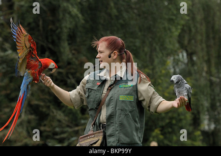 Vogel mostra incontrato geelvleugel ara en grijze roodstaartpapegaai a Walsrode vogelpark; spettacolo Bird con scarlet macaw e pappagallo grigio africano di walsrode vogelpark Foto Stock