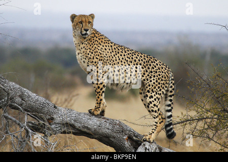 Cheetah maschio in piedi su albero caduto nel Parco Nazionale di Kruger, Sud Africa Foto Stock