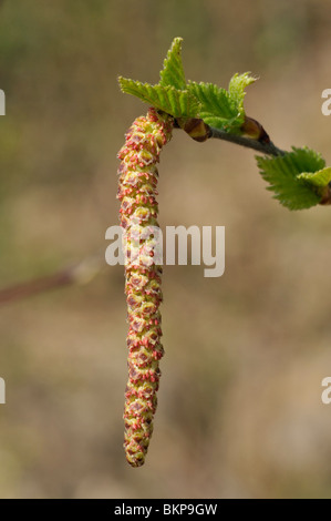Argento amento di betulla - Betula pendula amento maschile & nuove foglie contro diffusa sfondo marrone Foto Stock