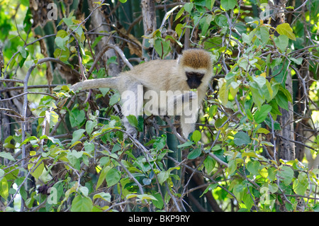Vervet Monkey Cercopithecus aethiops pygerythrus Foto Stock