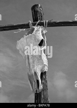 Una vacca di cranio sbiancata dal sole in Costa Maya, Majahual, Messico Foto Stock