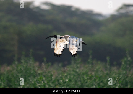 Ibis sacro Threskiornis aethiopicus in volo Foto Stock