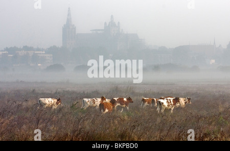 Mistige zonsopkomst in de polder incontrato koeien in de voorgrond en Den Bosch in de achtergrond; foggy sunrise nel polder con mucche in primo piano e Den Bosch in background Foto Stock