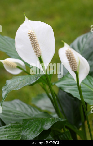 La pace Lily, Spathiphyllum Foto Stock