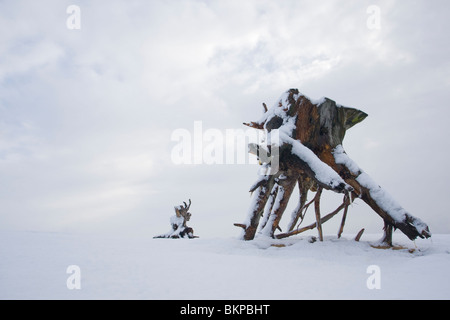 Gekapte oude dennenvoet in stuifzandgebied de il polline in de sneeuw nel Nationaal park De Hoge Veluwe, pino radici nella zona driftsand de il polline sulla neve nel Parco Nazionale di Hoge Veluwe Foto Stock