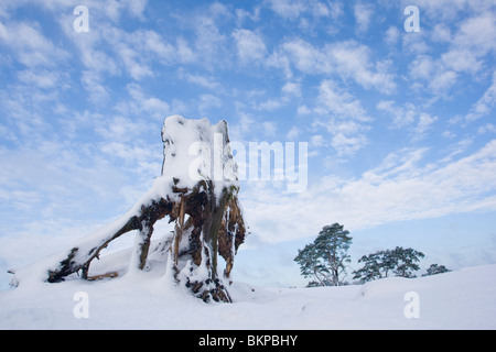 Gekapte oude dennenvoet in stuifzandgebied de il polline in de sneeuw nel Nationaal park De Hoge Veluwe, pino radici nella zona driftsand de il polline sulla neve nel Parco Nazionale di Hoge Veluwe Foto Stock