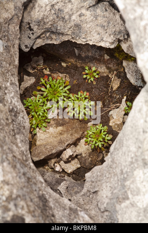 Rue-lasciava sassifraga (Saxifraga tridactylites) crescente nella pavimentazione di pietra calcarea a Malham Cove nel Yorkshire Dales, Regno Unito Foto Stock