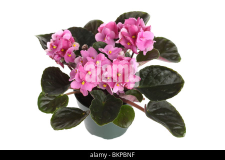 African Violet, Saintpaulia sp. Foto Stock