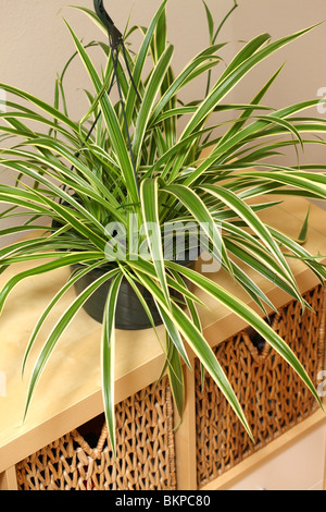 Impianto di ragno, Chlorophytum comosum Foto Stock