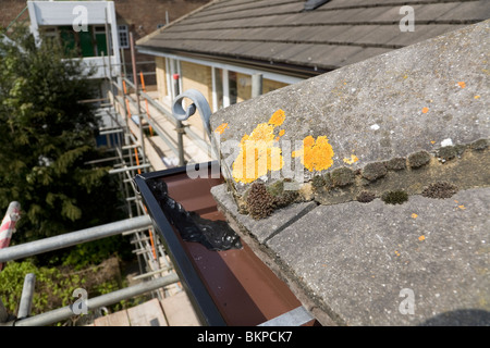 Un lichene che cresce su un tetto Tegola di colmo: Lichen crescente è generalmente considerata come un segno di buona qualità dell'aria. Twickenham. Regno Unito. Foto Stock