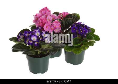 African Violet, Saintpaulia sp. Foto Stock