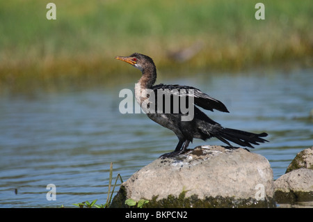 Long-tailed cormorano (reed) cormorano Phalacrocorax africanus Foto Stock