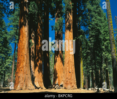 Sequioia National Park, CA Gruppo di sequoia gigante (Sequoiadendron giganteum) noto come il gruppo Parker sul prato Crescent Road Foto Stock