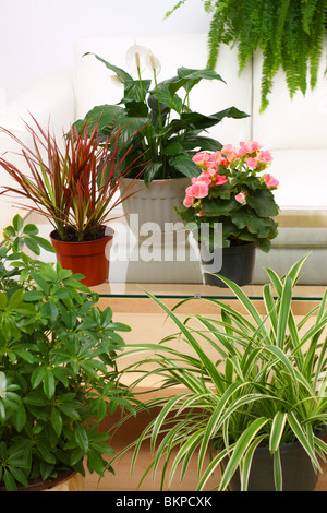 Gruppo di houseplants tropicale Foto Stock