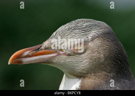 Il pinguino più rari sulla terra, con solo 1.800 coppie, il giallo-eyed Penguin o Hoiho (Mergadyptes agli antipodi) Foto Stock