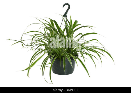 Impianto di ragno, Chlorophytum comosum Foto Stock