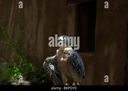 Un riabilitato il Falco Pellegrino (Falco peregrinus) da Santa Fe Raptor Centre al Bandelier National Monument. Foto Stock