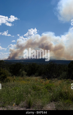 Più pennacchi di fumo generato dal 2009 San Miguel wildfire vicino Bandelier National Monument. Foto Stock