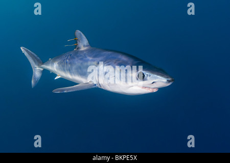 Illex squalo mako, Isurus oxyrinchus, con copepods parassita, San Diego, California, USA, Oceano Pacifico Foto Stock