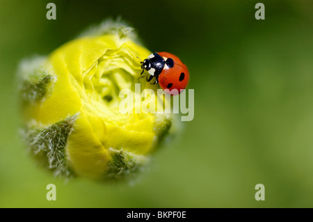 Fotografia di stock di coccinella sul fiore giallo bud in Encinitas, California. Foto Stock