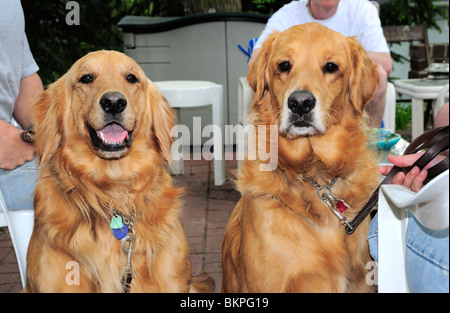 Maschio e femmina Golden Retriever guardando la fotocamera Foto Stock