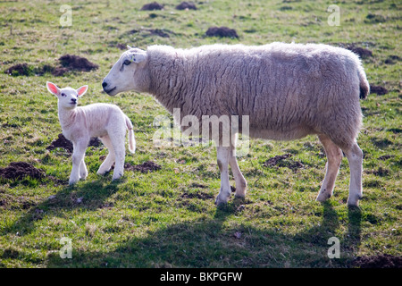 Appena nato agnello con sua madre Foto Stock