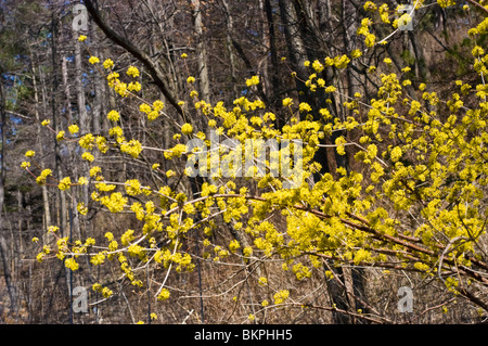 Molla di giallo dei fiori di sanguinella, bloodtwig sanguinello, Cornus sanguinea, Inverno Fire, dogberries. Dereń świdwa, Europa Foto Stock