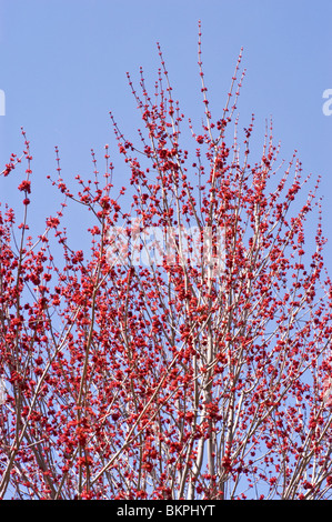 Molla rossa gemme di colore rosso acero Acer rubrum 'Franksred" Rosso tramonto Foto Stock