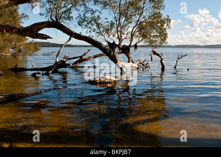 Myall Lago, NSW, Australia Foto Stock