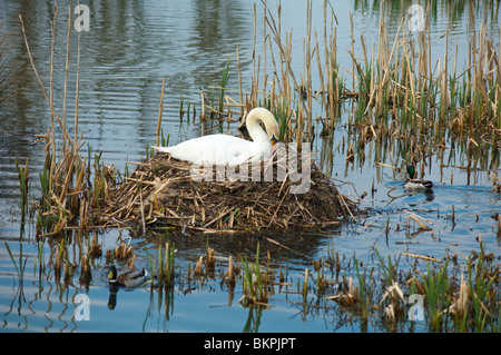 Un cigno covate oltre la sua isola reed nido nel mulino stagno a Skerries, County Dublin, Irlanda Foto Stock