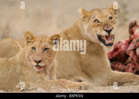 Dettaglio van Leeuwen etende bij uccidere van een buffel, dettaglio di alimentare i Lions a un kill di un bufalo Foto Stock