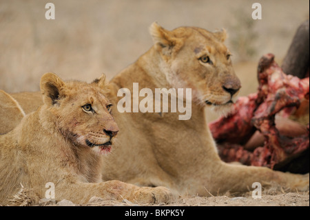 Dettaglio van Leeuwen etende bij uccidere van een buffel, dettaglio di alimentare i Lions a un kill di un bufalo Foto Stock