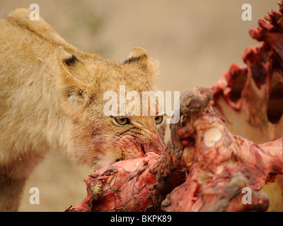 Dettaglio van etende leeuwenwelp bij uccidere van een buffel, dettaglio di alimentare i lions cub presso un kill di un bufalo Foto Stock