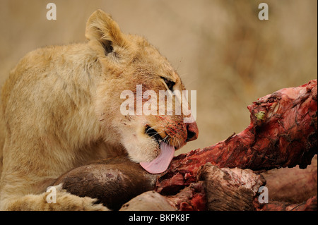 Dettaglio van etende leeuwenwelp bij uccidere van een buffel, dettaglio di alimentare i lions cub presso un kill di un bufalo Foto Stock