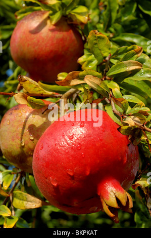 Fotografia di stock di un melograno frutto (Punicum granatum) maturazione e pronto a scegliere sulla struttura ad albero in Los Angeles, California, Stati Uniti d'America Foto Stock