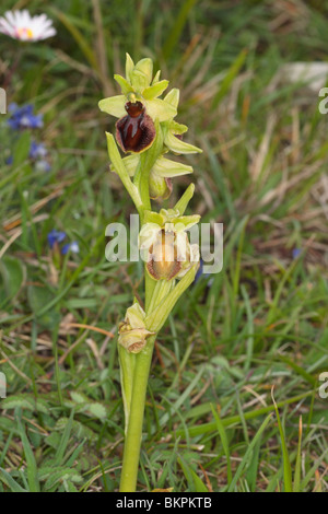 Inizio spider orchid. Ophrys sphegodes. Dancing ledge Dorset, maggio. Foto Stock