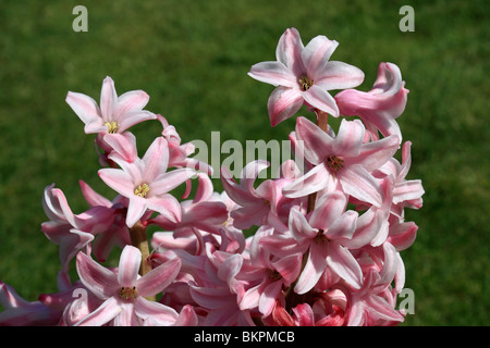 Giacinto Hyacinthus orientalis perla rosa a fioritura primaverile lampadina. Epsom Surrey, Inghilterra, Regno Unito. Foto Stock