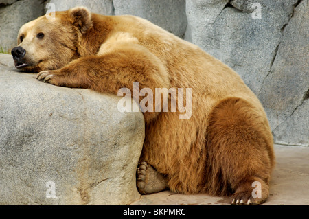 Fotografia di stock di un Alaskan orso bruno Ursus arctos allo Zoo di San Diego, San Diego, California. Foto Stock