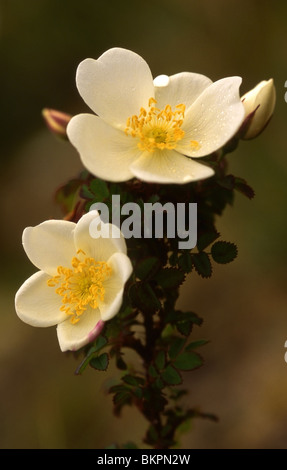 Stengel en twee bloemen duinroos; peduncolo e due fiori Burnett Rose Foto Stock