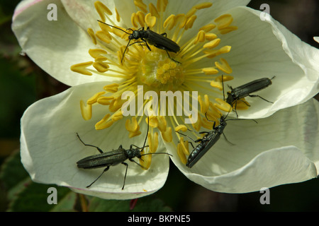 Close up van bloem incontrato kevertjes morire il polline eten Foto Stock