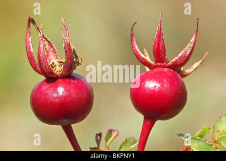 Zijaanzicht close up twee jonge/onrijpe = rode vruchten/bottiglie Foto Stock